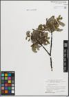 Foto von Salix hastata L.